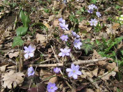 Hépatiques à trois lobes