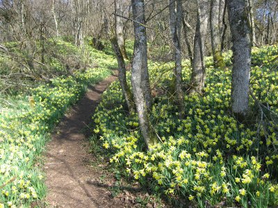 Sentier dans les jonquilles