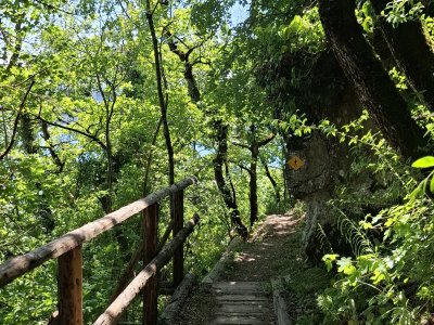 Dans la forêt