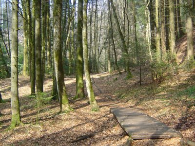 Dans la forêt