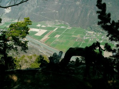 le sentier qui conduit au vrai point de vue n'est pas très bien marqué, mais si vous parvenez devant ce vieux tronc recourbé c'est gagné, mais attention le dernier bout du sentier est raide et il faut tenir la main des plus jeunes...