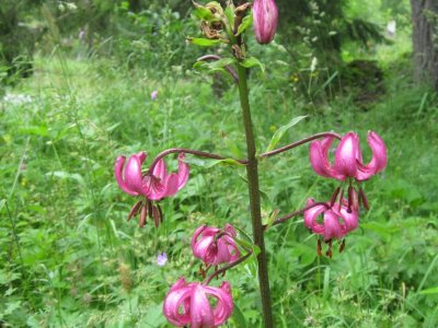 Lys martagon