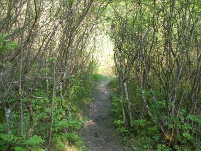 Passage pour aller observer les têtards