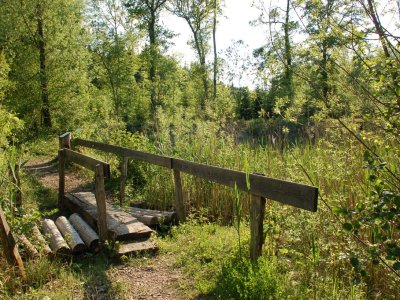 Passage vers l'endroit de la végétation pionnière