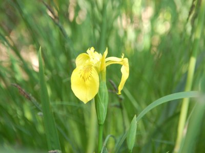 Iris d'eau