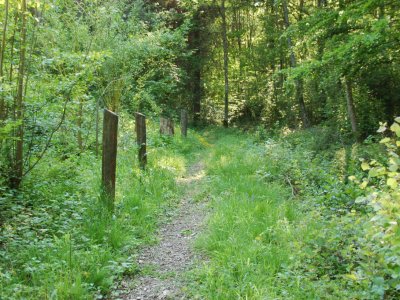 Le sentier des saules