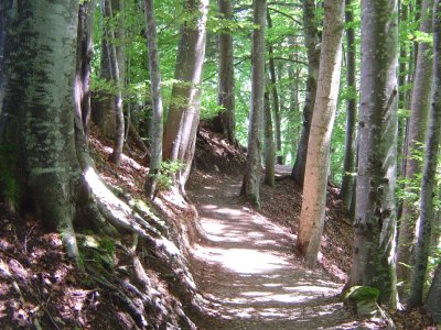 Chemin dans la forêt