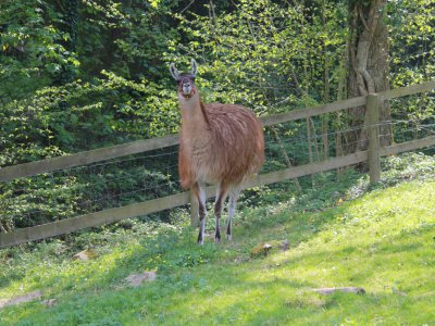 Un lama