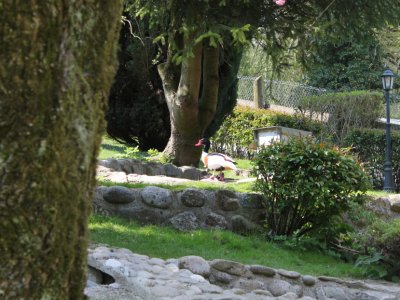 L'enclos des canards