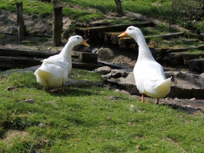 Deux oies