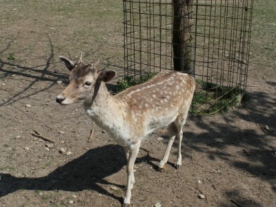 Une biche