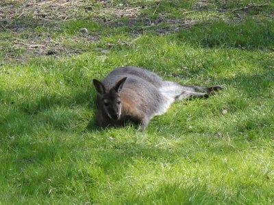 Un kangourou
