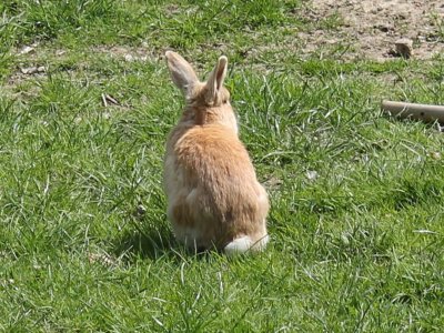 Un lapin