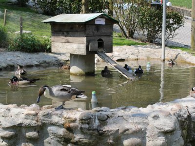 Les canards
