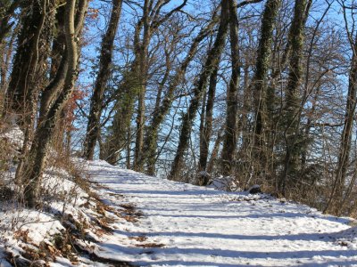 Promenade forestière