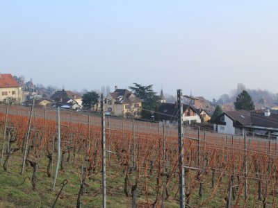 Promenade vigneronne: vue sur le village d'Auvernier