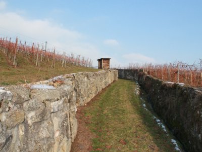 Promenade vigneronne: chemin herbeux, agréable à emprunter