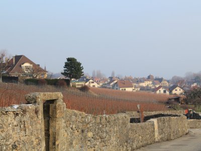 Promenade vigneronne: le retour sur Cormondrèche