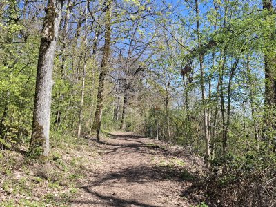 Dans la forêt