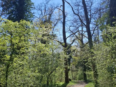 Le sentier dans la forêt