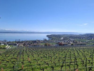 La promenade vigneronne