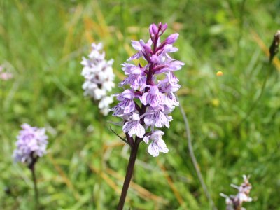 Après nous être émerveillés de l'infiniment grand, nous voilà en admiration devant une orchidée sauvage