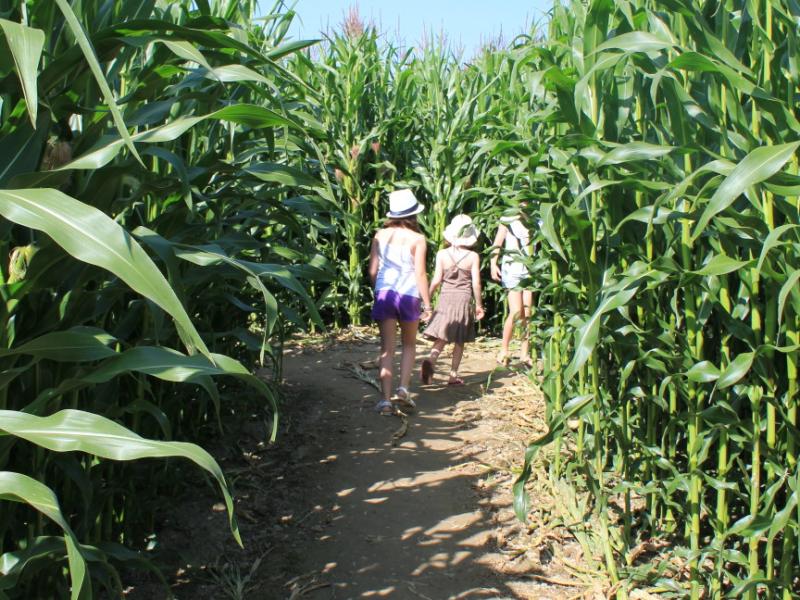 Labyrinthe de Maïs