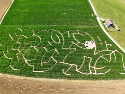 le labyrinthe de 2025, une fleur