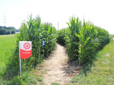 L'entrée du labyrinthe