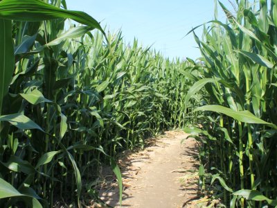 Le labyrinthe