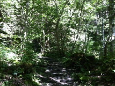 Le chemin dans la forêt