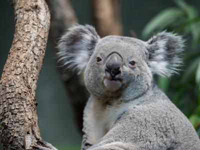 Tarni, un koala mâle, à la Maison de l'Australie. <br> Copyright: Zoo Zürich, Dennis Mettler