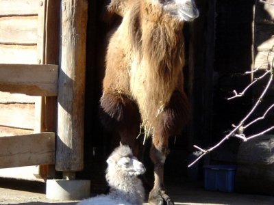 un chameau et son petit