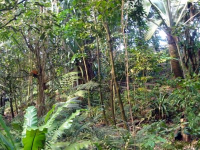 La forêt pluviale de Masoala