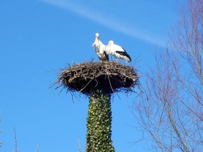 un couple de cigognes