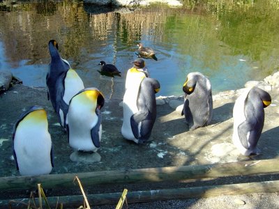 un groupe de pingouins