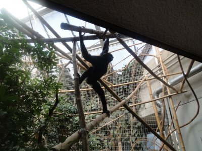 un singe prend la pose