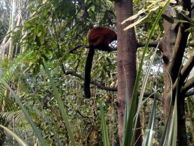 un lémurien sur une branche