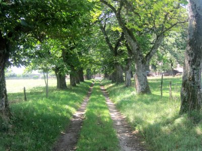 La belle allée aux vieux arbres, à l'ouest du hameau