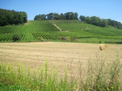 En arrivant vers Les Isles, un petit coup d'il sur le vignoble, en rive gauche du Merdasson