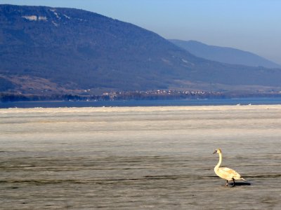 A pied sur le lac, mais pour les cygnes seulement!