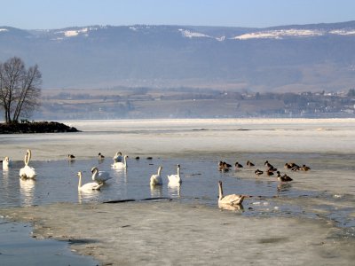 Le lac gelé, début mars 2012