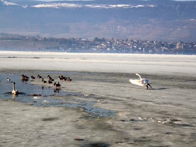Le lac de Neuchâtel a gelé à Yvedon