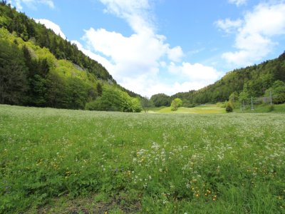 Prairie fleurie, au nord du lac