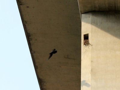 Un nid d'oiseau, sous un pilier d'autoroute