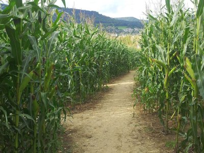 Le labyrinthe de maïs de Delémont, vue de dedans