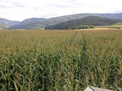 Vue depuis la tour en bois au milieu du champ