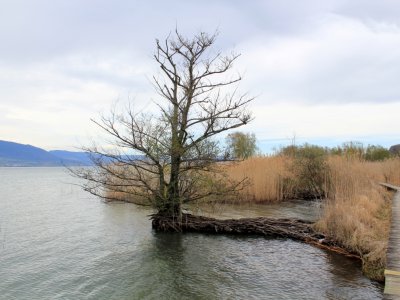Un arbre aux racines tortueuses