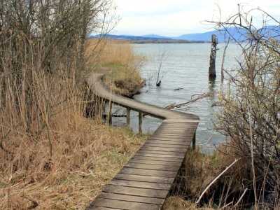 Le sentier, entre lac et roseaux