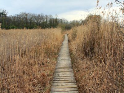 A sec, au milieu des roseaux